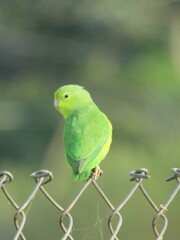 Forpus xanthopterygius