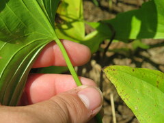 Sagittaria australis