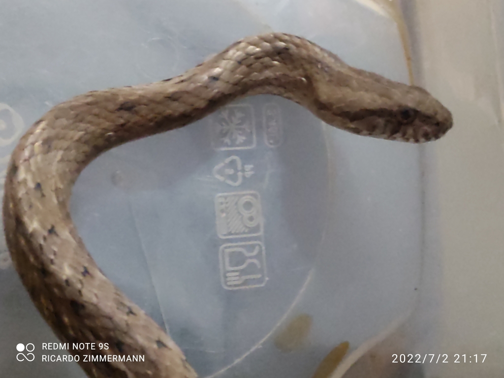 Coastal House Snake from Ibema PR, 85478000, Brasil on July 02, 2022