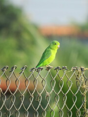 Forpus xanthopterygius