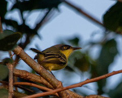 Todirostrum cinereum
