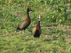 Dendrocygna viduata