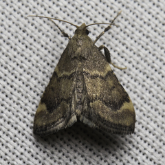 Hypsopygia phoezalis