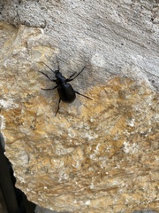 Calosoma peregrinator