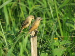 Sporophila ruficollis