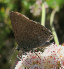 Satyrium tetra