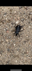 Calosoma peregrinator
