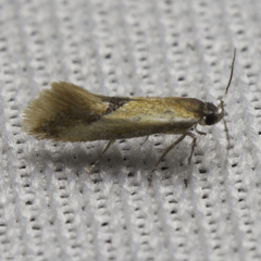 Batia lunaris
