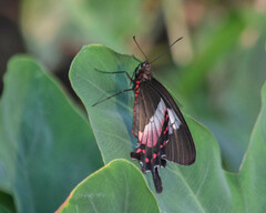 Parides ascanius