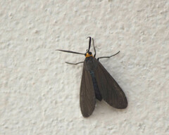 Ctenucha rubriceps