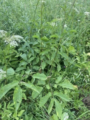 Chaerophyllum aromaticum