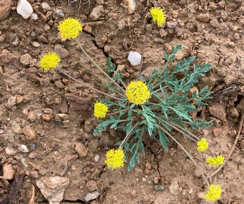 Davis' springparsley (Cymopterus davisii)