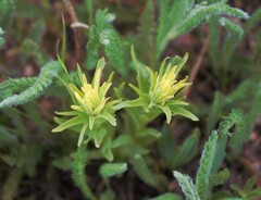 Castilleja christii