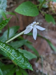 Hippobroma longiflora