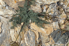 Cymopterus aboriginum