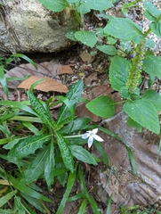 Hippobroma longiflora