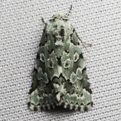 Bryolymnia viridata