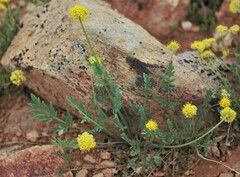 Cymopterus davisii