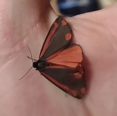 Tyria jacobaeae