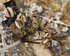 Cymopterus aboriginum