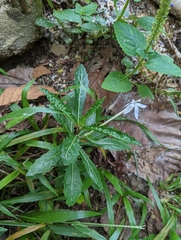 Hippobroma longiflora