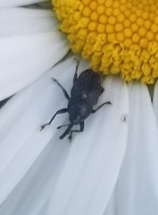 Odontocorynus umbellae
