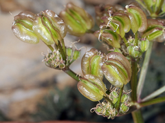 Cymopterus aboriginum