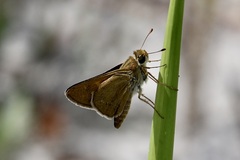 Hesperia attalus slossonae