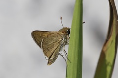 Hesperia attalus slossonae