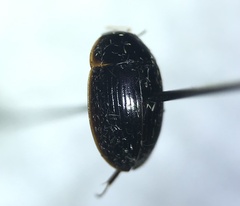 Cymbiodyta bifidus