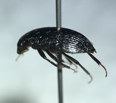 Cymbiodyta bifidus