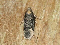 Chionodes thoraceochrella