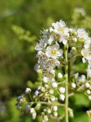Spiraea alba latifolia