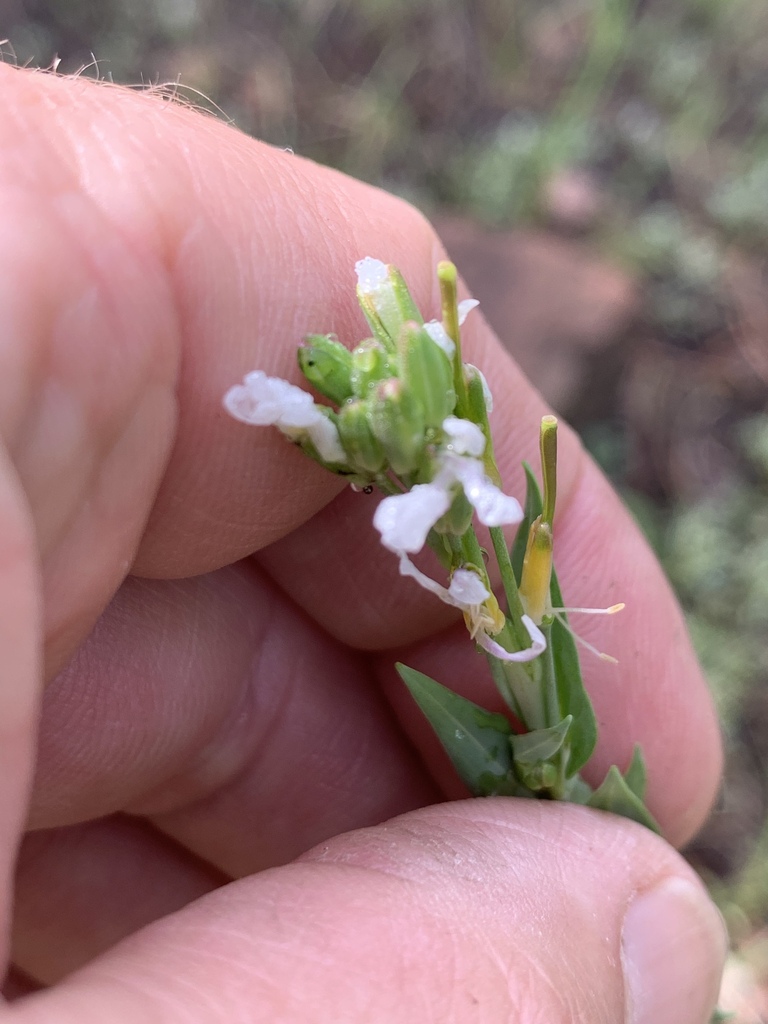 drummond's rockcress from Angel Fire, NM, US on July 02, 2022 at 08:32 ...