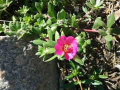 Portulaca amilis