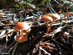 Laccaria laccata