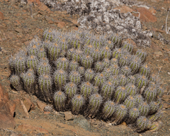 Copiapoa solaris