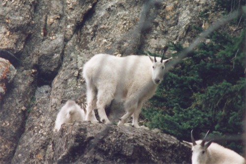 Mountain Goat photographed in South Dakota