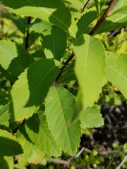 Spiraea alba latifolia