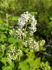 Spiraea alba latifolia