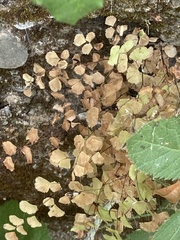 Adiantum jordanii image