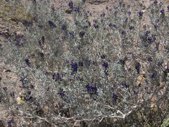 Psorothamnus fremontii