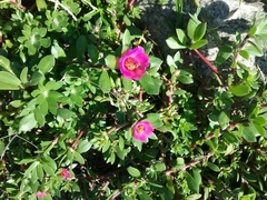 Portulaca amilis