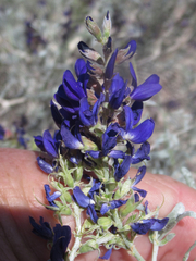 Psorothamnus fremontii