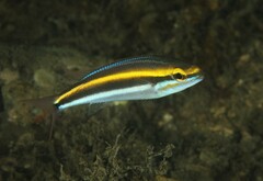 Pentapodus paradiseus