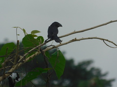 Crotophaga sulcirostris