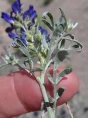 Psorothamnus fremontii