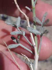 Psorothamnus fremontii