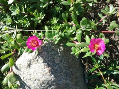 Portulaca amilis