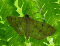 Herpetogramma theseusalis